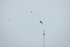 Vanellus_vanellus_2024_0604_1805-5