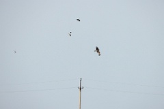 Vanellus_vanellus_2024_0604_1805-6