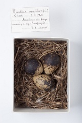 eggs_museum_Vanellus_vanellus201009211200