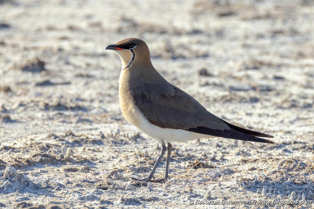 0_Glareola_nordmanni_2024_0423_1701-15.jpg - Тиркушка степная. Black-winged Pratincole (Glareola nordmanni). Ставропольский край, село Дивное и его окрестности. Пойма реки Маныч и Подманки. Russia, Stavropol Krai.