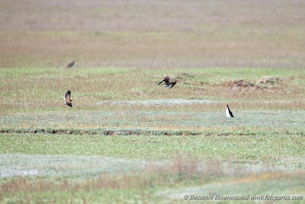 Glareola_nordmanni_2024_0423_0801-12.jpg - Тиркушка степная. Black-winged Pratincole (Glareola nordmanni). Ставропольский край, село Дивное и его окрестности. Пойма реки Маныч и Подманки. Russia, Stavropol Krai.