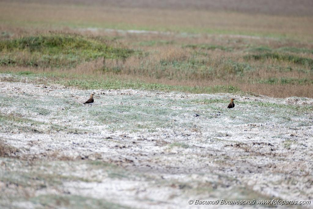 Glareola_nordmanni_2024_0423_0802.jpg - Тиркушка степная. Black-winged Pratincole (Glareola nordmanni). Ставропольский край, село Дивное и его окрестности. Пойма реки Маныч и Подманки. Russia, Stavropol Krai.