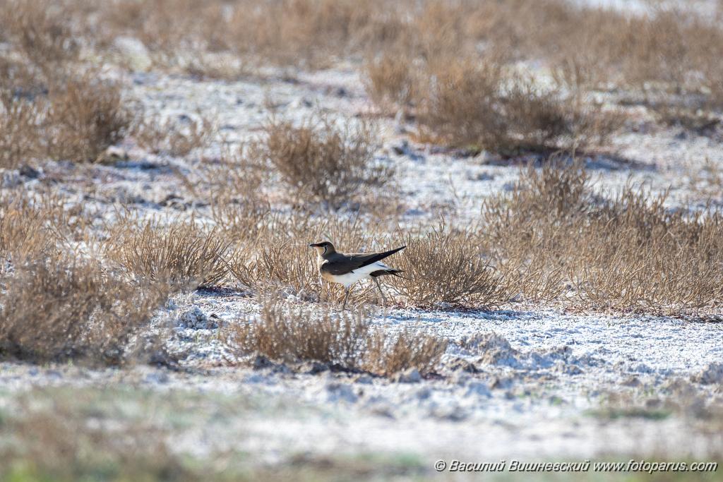 Glareola_nordmanni_2024_0423_1627.jpg - Тиркушка степная. Black-winged Pratincole (Glareola nordmanni). Ставропольский край, село Дивное и его окрестности. Пойма реки Маныч и Подманки. Russia, Stavropol Krai.
