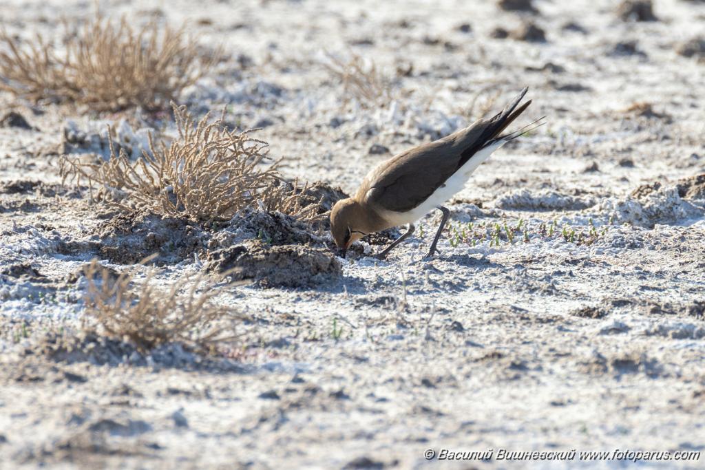 Glareola_nordmanni_2024_0423_1630-3.jpg - Тиркушка степная. Black-winged Pratincole (Glareola nordmanni). Ставропольский край, село Дивное и его окрестности. Пойма реки Маныч и Подманки. Russia, Stavropol Krai.