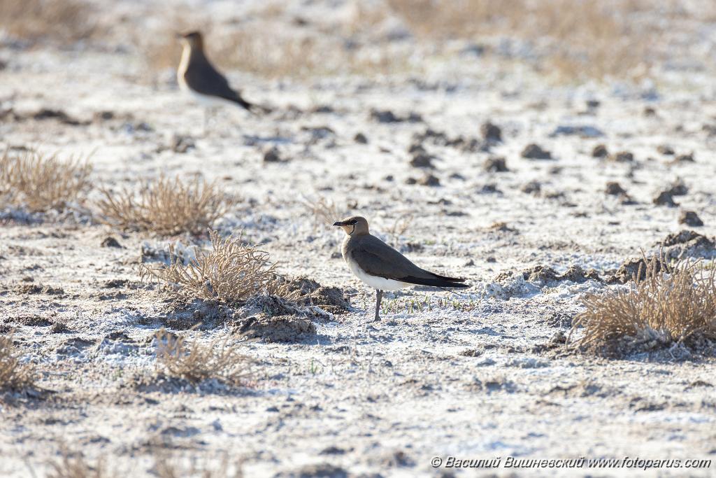 Glareola_nordmanni_2024_0423_1630-4.jpg - Тиркушка степная. Black-winged Pratincole (Glareola nordmanni). Ставропольский край, село Дивное и его окрестности. Пойма реки Маныч и Подманки. Russia, Stavropol Krai.