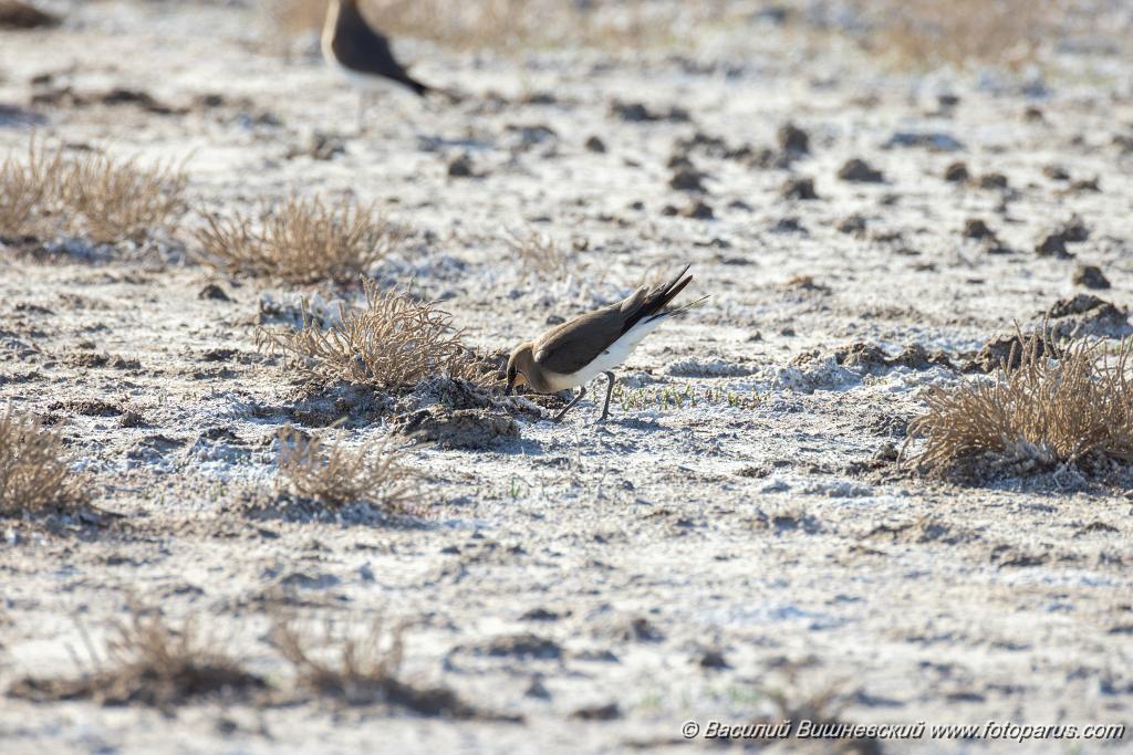 Glareola_nordmanni_2024_0423_1630.jpg - Тиркушка степная. Black-winged Pratincole (Glareola nordmanni). Ставропольский край, село Дивное и его окрестности. Пойма реки Маныч и Подманки. Russia, Stavropol Krai.