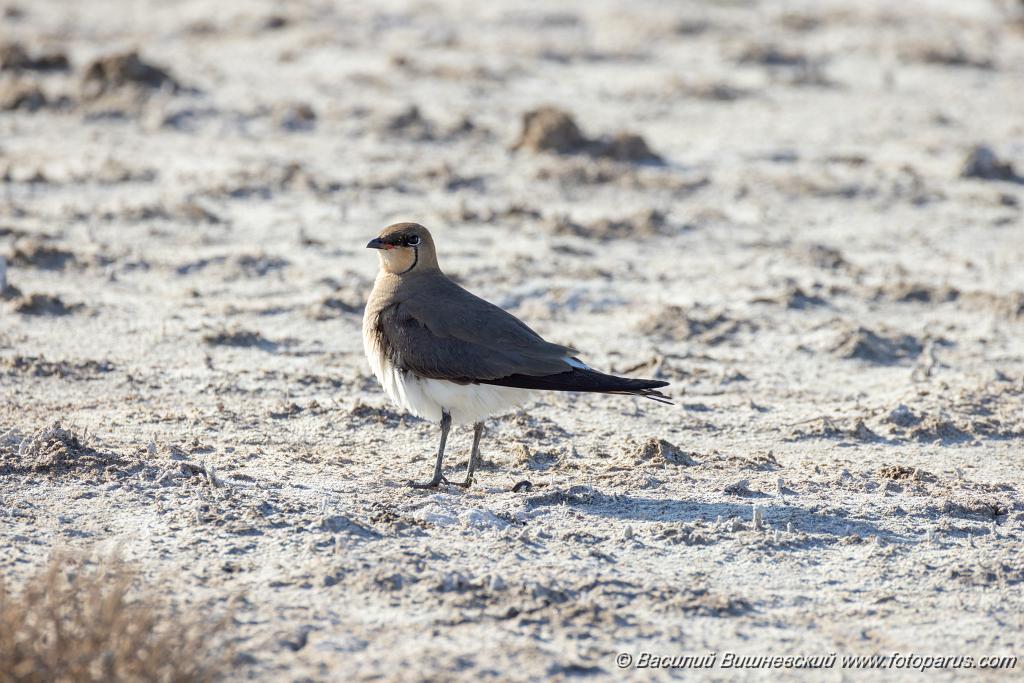 Glareola_nordmanni_2024_0423_1700.jpg - Тиркушка степная. Black-winged Pratincole (Glareola nordmanni). Ставропольский край, село Дивное и его окрестности. Пойма реки Маныч и Подманки. Russia, Stavropol Krai.