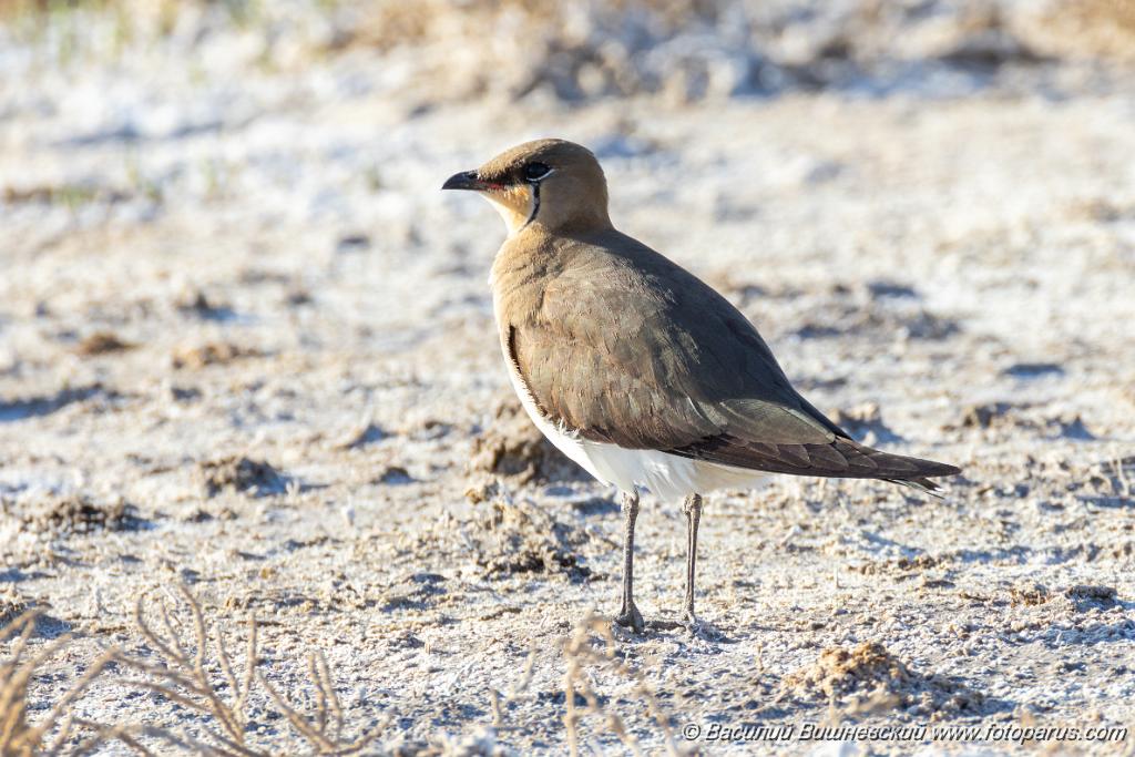 Glareola_nordmanni_2024_0423_1701-10.jpg - Тиркушка степная. Black-winged Pratincole (Glareola nordmanni). Ставропольский край, село Дивное и его окрестности. Пойма реки Маныч и Подманки. Russia, Stavropol Krai.