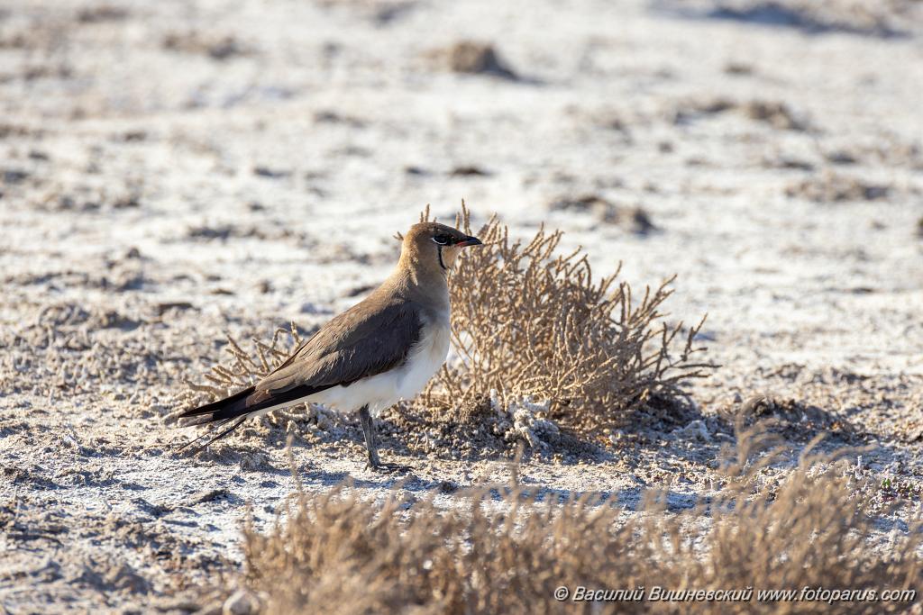 Glareola_nordmanni_2024_0423_1701-11.jpg - Тиркушка степная. Black-winged Pratincole (Glareola nordmanni). Ставропольский край, село Дивное и его окрестности. Пойма реки Маныч и Подманки. Russia, Stavropol Krai.