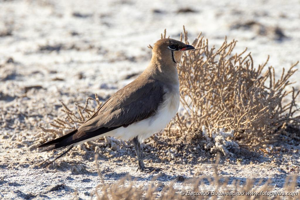 Glareola_nordmanni_2024_0423_1701-12.jpg - Тиркушка степная. Black-winged Pratincole (Glareola nordmanni). Ставропольский край, село Дивное и его окрестности. Пойма реки Маныч и Подманки. Russia, Stavropol Krai.