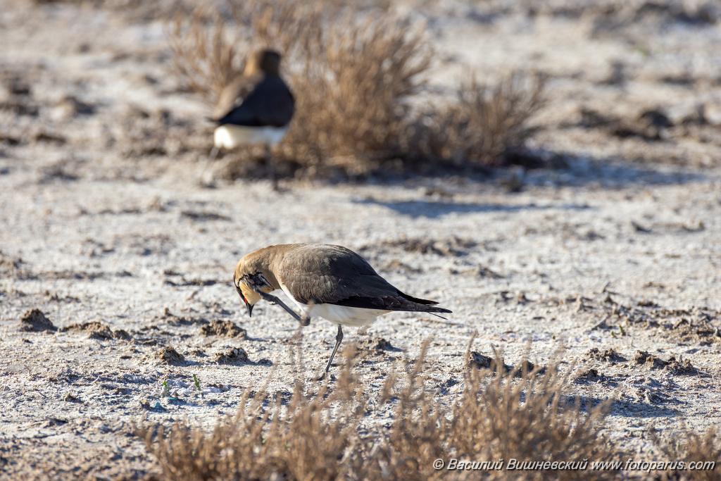 Glareola_nordmanni_2024_0423_1701-13.jpg - Тиркушка степная. Black-winged Pratincole (Glareola nordmanni). Ставропольский край, село Дивное и его окрестности. Пойма реки Маныч и Подманки. Russia, Stavropol Krai.