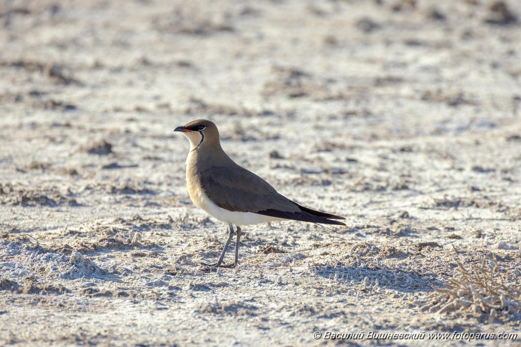 Glareola_nordmanni_2024_0423_1701-14.jpg - Тиркушка степная. Black-winged Pratincole (Glareola nordmanni). Ставропольский край, село Дивное и его окрестности. Пойма реки Маныч и Подманки. Russia, Stavropol Krai.