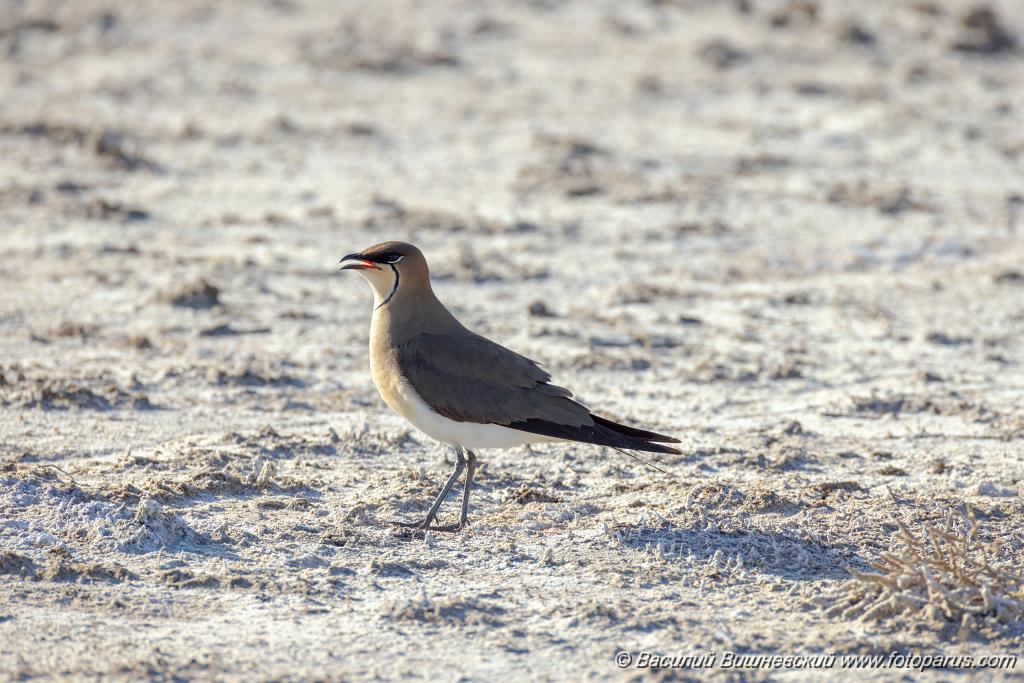 Glareola_nordmanni_2024_0423_1701-16.jpg - Тиркушка степная. Black-winged Pratincole (Glareola nordmanni). Ставропольский край, село Дивное и его окрестности. Пойма реки Маныч и Подманки. Russia, Stavropol Krai.