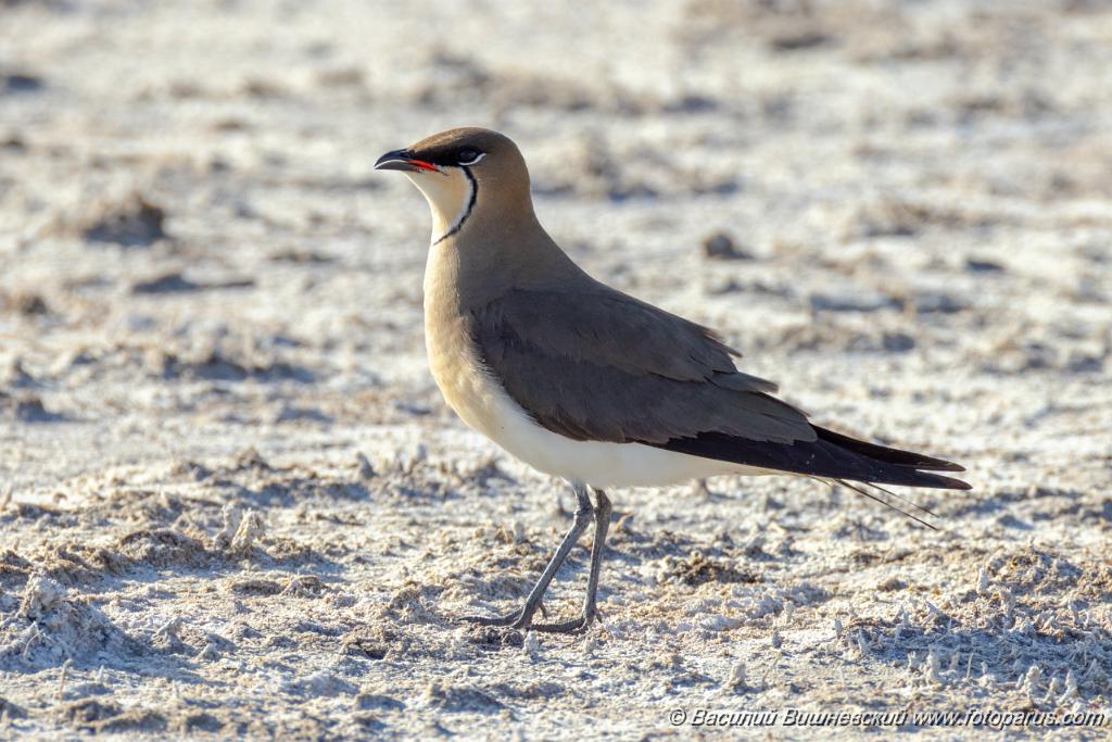 Glareola_nordmanni_2024_0423_1701-17.jpg - Тиркушка степная. Black-winged Pratincole (Glareola nordmanni). Ставропольский край, село Дивное и его окрестности. Пойма реки Маныч и Подманки. Russia, Stavropol Krai.