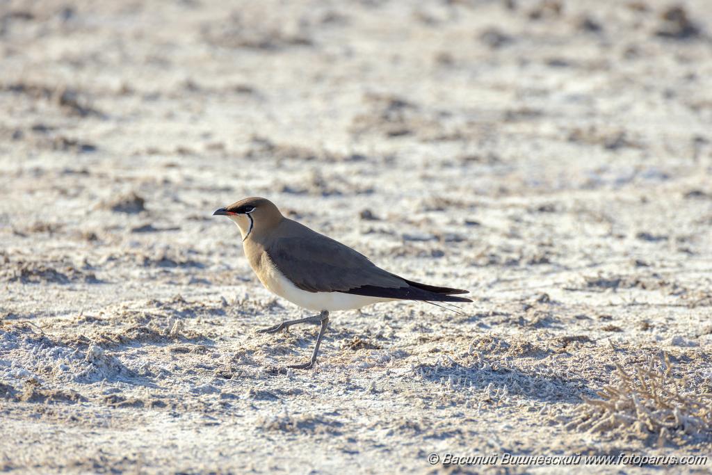 Glareola_nordmanni_2024_0423_1701-18.jpg - Тиркушка степная. Black-winged Pratincole (Glareola nordmanni). Ставропольский край, село Дивное и его окрестности. Пойма реки Маныч и Подманки. Russia, Stavropol Krai.