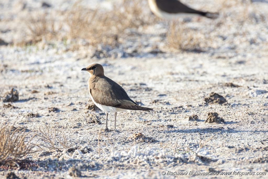 Glareola_nordmanni_2024_0423_1701.jpg - Тиркушка степная. Black-winged Pratincole (Glareola nordmanni). Ставропольский край, село Дивное и его окрестности. Пойма реки Маныч и Подманки. Russia, Stavropol Krai.