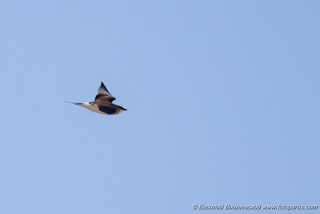 bird_fly_Glareola_nordmanni_2024_0423_0801-10.jpg - Тиркушка степная. Black-winged Pratincole (Glareola nordmanni). Ставропольский край, село Дивное и его окрестности. Пойма реки Маныч и Подманки. Russia, Stavropol Krai.