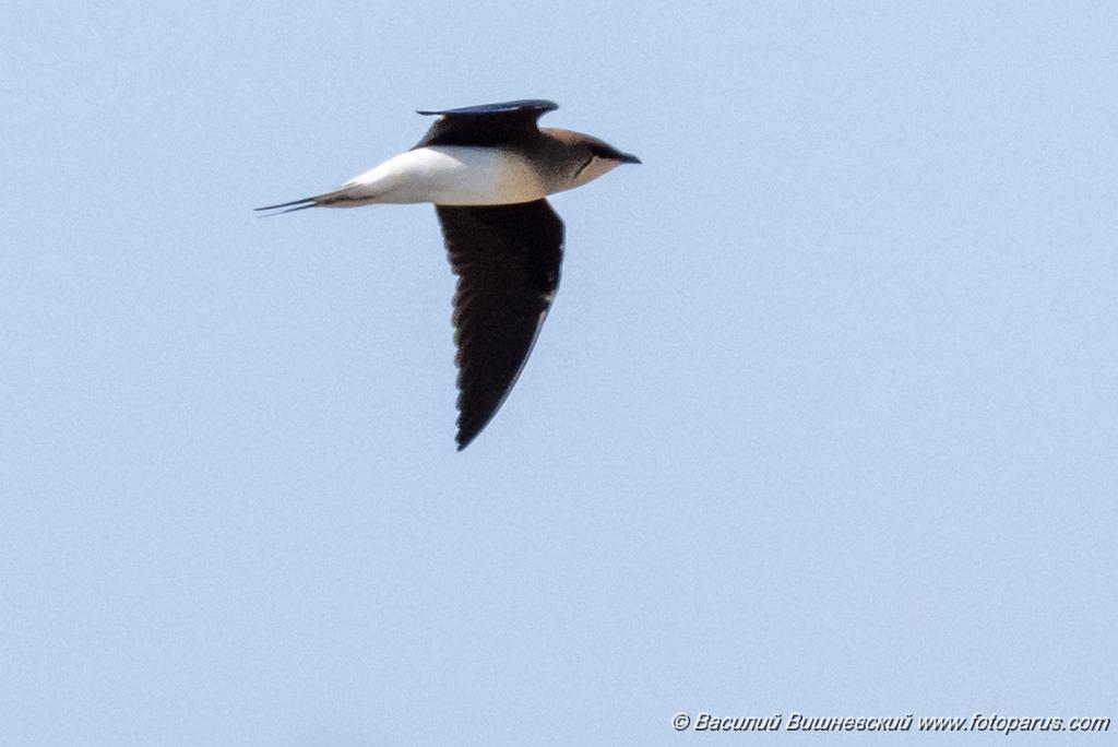 bird_fly_Glareola_nordmanni_2024_0423_0801-11.jpg - Тиркушка степная. Black-winged Pratincole (Glareola nordmanni). Ставропольский край, село Дивное и его окрестности. Пойма реки Маныч и Подманки. Russia, Stavropol Krai.