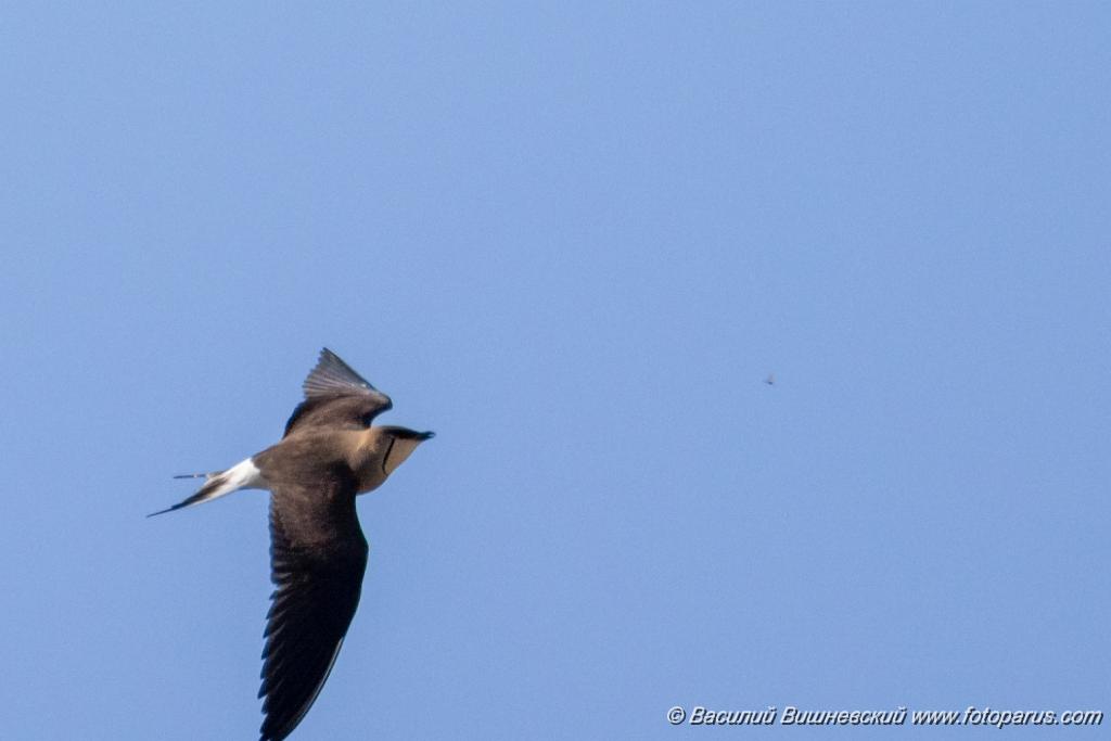bird_fly_Glareola_nordmanni_2024_0423_0801-7.jpg - Тиркушка степная. Black-winged Pratincole (Glareola nordmanni). Ставропольский край, село Дивное и его окрестности. Пойма реки Маныч и Подманки. Russia, Stavropol Krai.