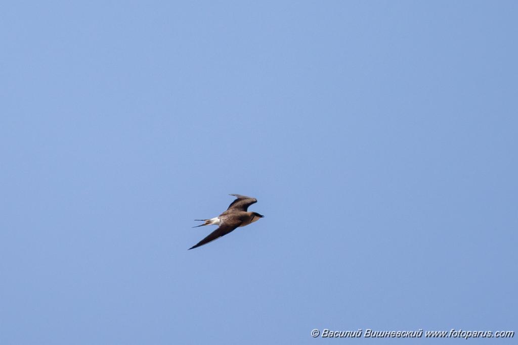 bird_fly_Glareola_nordmanni_2024_0423_0801-8.jpg - Тиркушка степная. Black-winged Pratincole (Glareola nordmanni). Ставропольский край, село Дивное и его окрестности. Пойма реки Маныч и Подманки. Russia, Stavropol Krai.