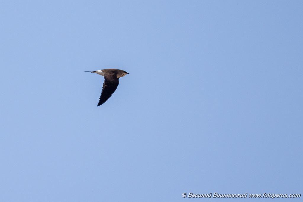 bird_fly_Glareola_nordmanni_2024_0423_0801-9.jpg - Тиркушка степная. Black-winged Pratincole (Glareola nordmanni). Ставропольский край, село Дивное и его окрестности. Пойма реки Маныч и Подманки. Russia, Stavropol Krai.
