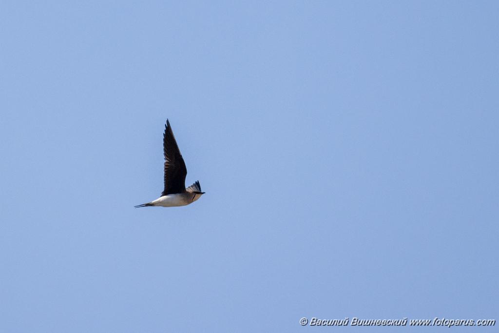 bird_fly_Glareola_nordmanni_2024_0423_0801.jpg - Тиркушка степная. Black-winged Pratincole (Glareola nordmanni). Ставропольский край, село Дивное и его окрестности. Пойма реки Маныч и Подманки. Russia, Stavropol Krai.