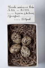 eggs_museum_Glareola_nordmanni201009221718