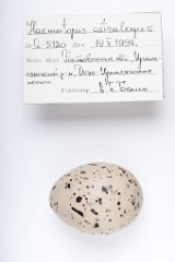 eggs_apart_Haematopus_ostralegus201009211340