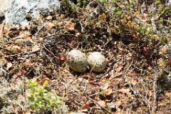 nest14104_eggs_nature_Haematopus_ostralegus_2014_0624_1153-2