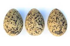 nest1458_eggs_apart_Haematopus_ostralegus_2014_0521_1602