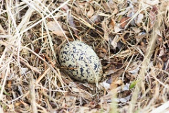 nest1458_eggs_nature_Haematopus_ostralegus_2014_0517_1423