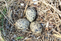 nest1458_eggs_nature_Haematopus_ostralegus_2014_0521_1600