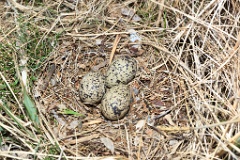 nest1458_eggs_nature_Haematopus_ostralegus_2014_0521_1604