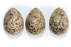 nest1459_eggs_apart_Haematopus_ostralegus_2014_0522_1706