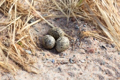 nest1459_eggs_nature_Haematopus_ostralegus_2014_0522_1703