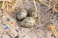 nest1459_eggs_nature_Haematopus_ostralegus_2014_0522_1705