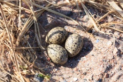nest1459_eggs_nature_Haematopus_ostralegus_2014_0525_1018-3