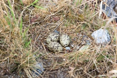 nest1461_eggs_nature_Haematopus_ostralegus_2014_0522_1639