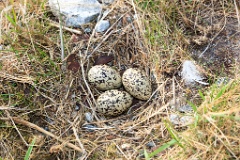 nest1461_eggs_nature_Haematopus_ostralegus_2014_0530_0815