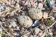 nest1462_eggs_nature_Haematopus_ostralegus_2014_0522_1719