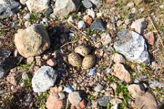 nest1462_eggs_nature_Haematopus_ostralegus_2014_0525_1009-4