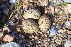 nest1462_eggs_nature_Haematopus_ostralegus_2014_0525_1009