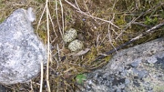 nest1464_eggs_nature_Haematopus_ostralegus_2014_0524_1943