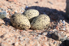 nest1468_eggs_nature_Haematopus_ostralegus_2014_0525_1020