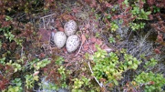 nest1471_eggs_nature_Haematopus_ostralegus_2014_0526_1248