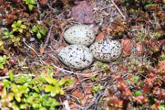 nest1471_eggs_nature_Haematopus_ostralegus_2014_0526_1251