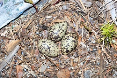 nest1492_eggs_nature_Haematopus_ostralegus_2014_0529_2348-3