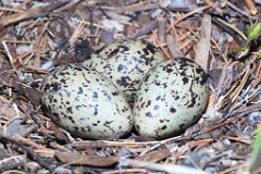 nest1492_eggs_nature_Haematopus_ostralegus_2014_0529_2354