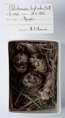 eggs_museum_Chlidonias_hybrida201009231619