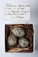 eggs_museum_Chlidonias_hybrida201009231621
